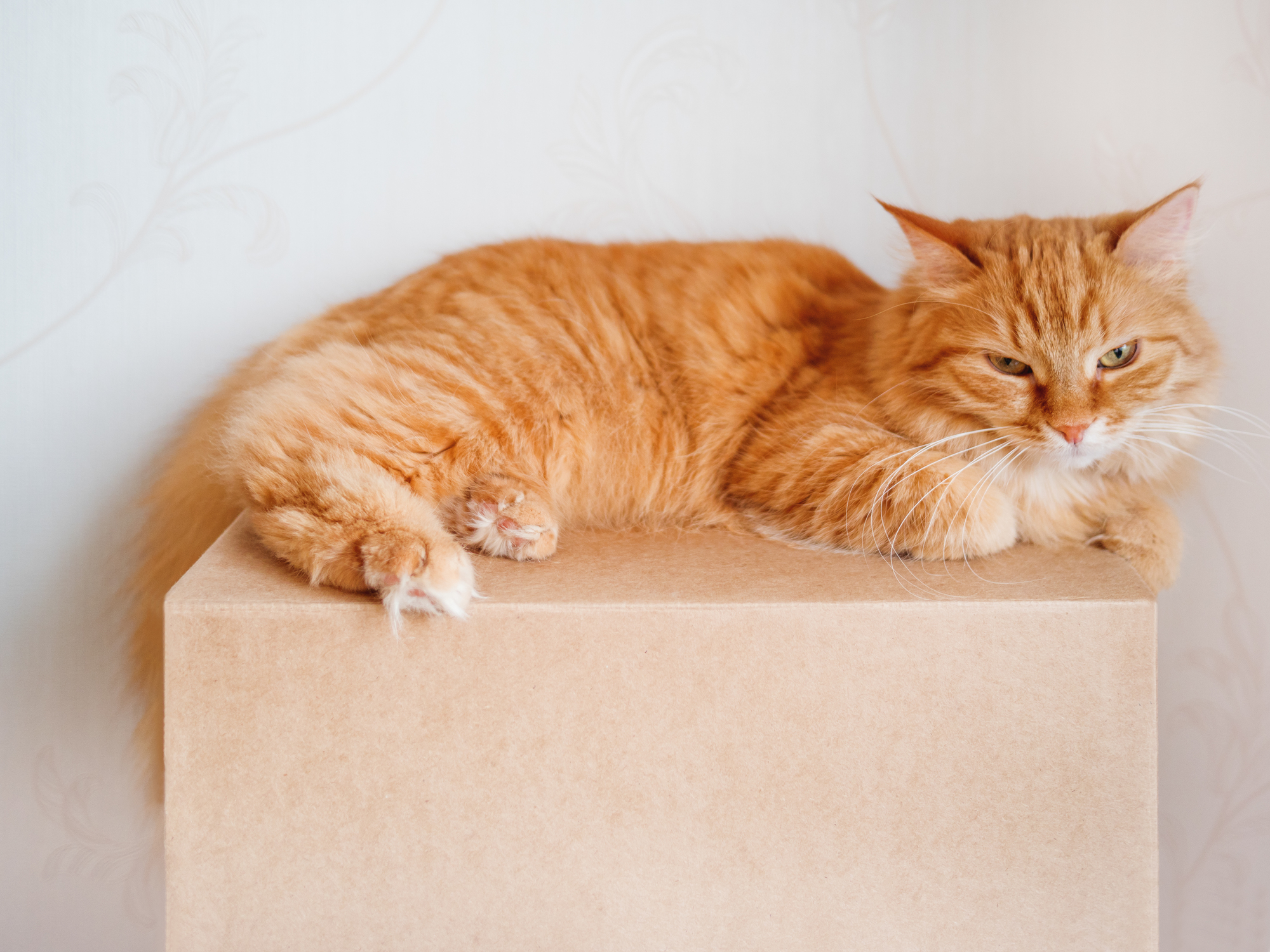 【獣医師に聞いた】猫との引越し ストレスを軽減する準備＆新居での過ごし方